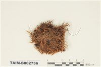 藏品(曲尾苔科)的圖片